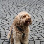 Das ist Patxi