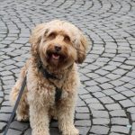 Patxi ist unser Nachbars-Hund in Köln